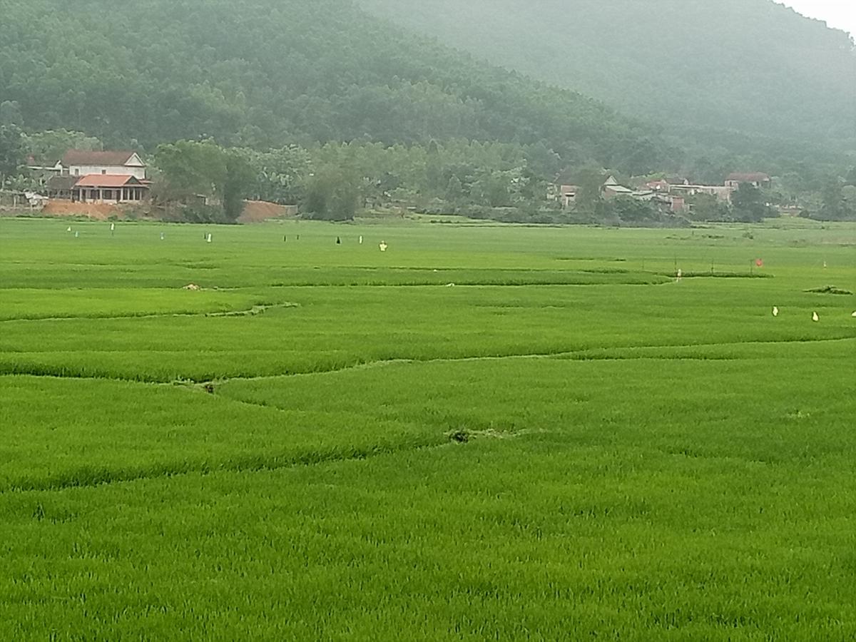 Phong Nha Rice Field Homestay Exterior foto